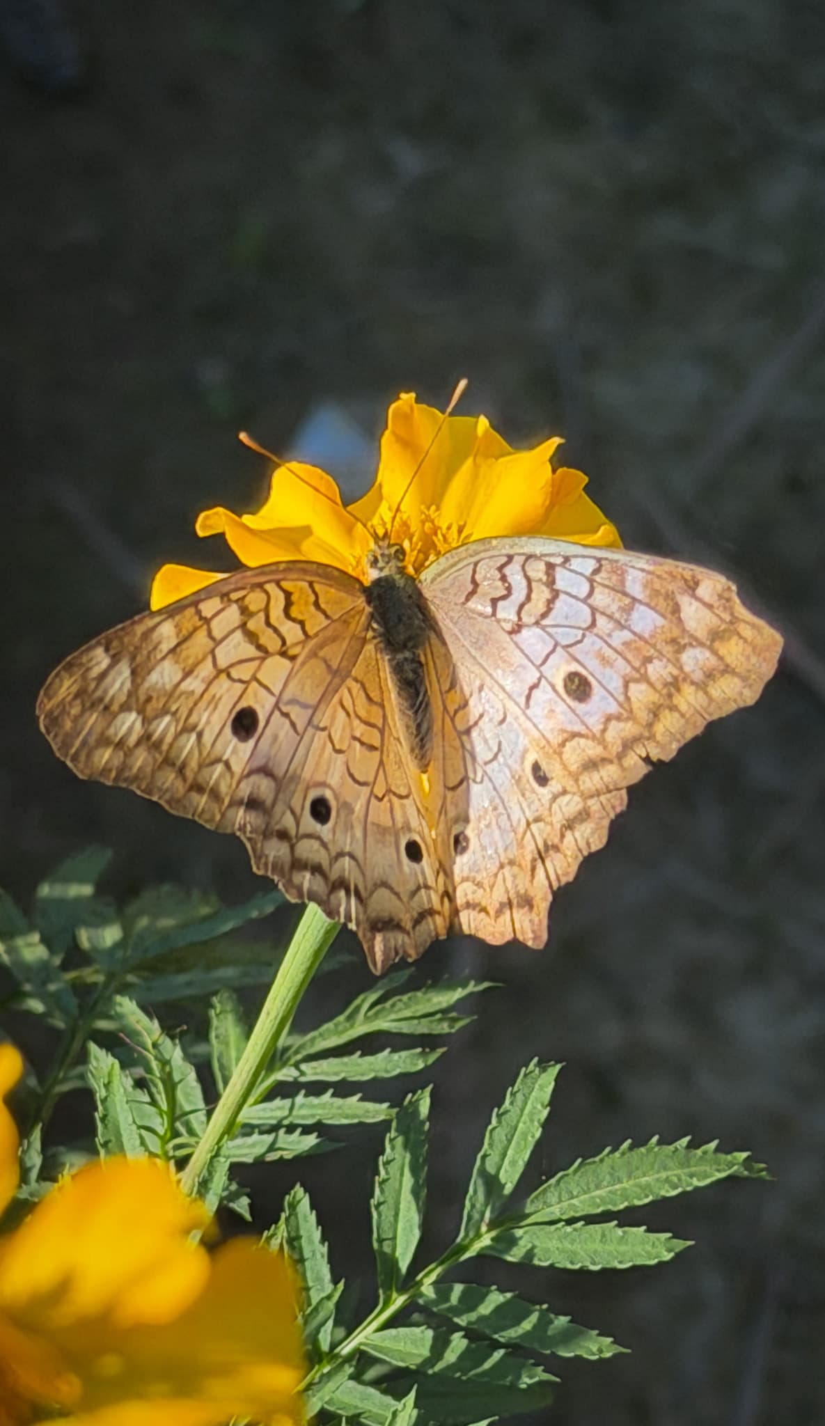 A patterned butterfly resting on a yellow flower
