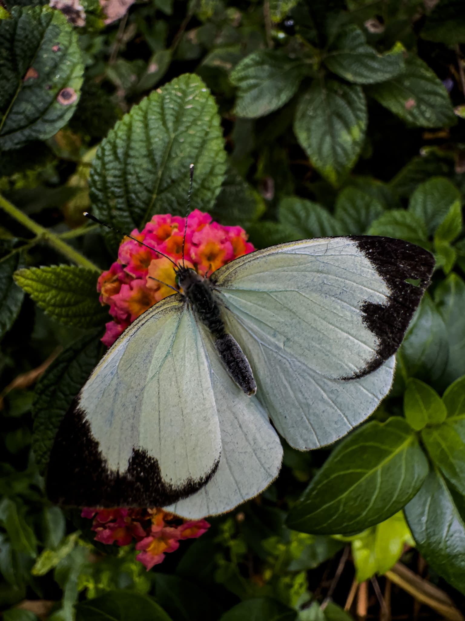 A pale butterfly perched on a pink flower