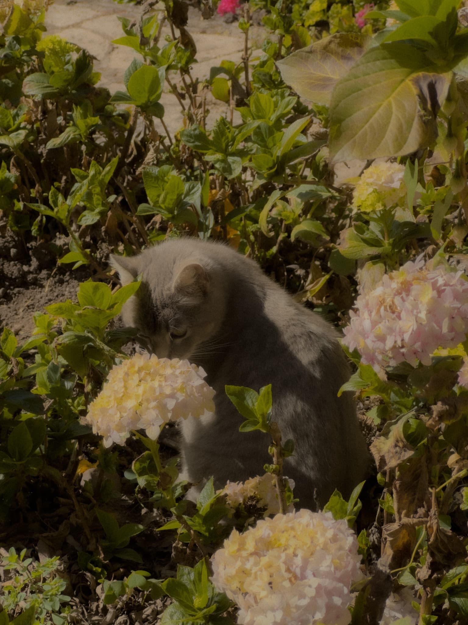 A cat leaning toward a flower in Urubamba