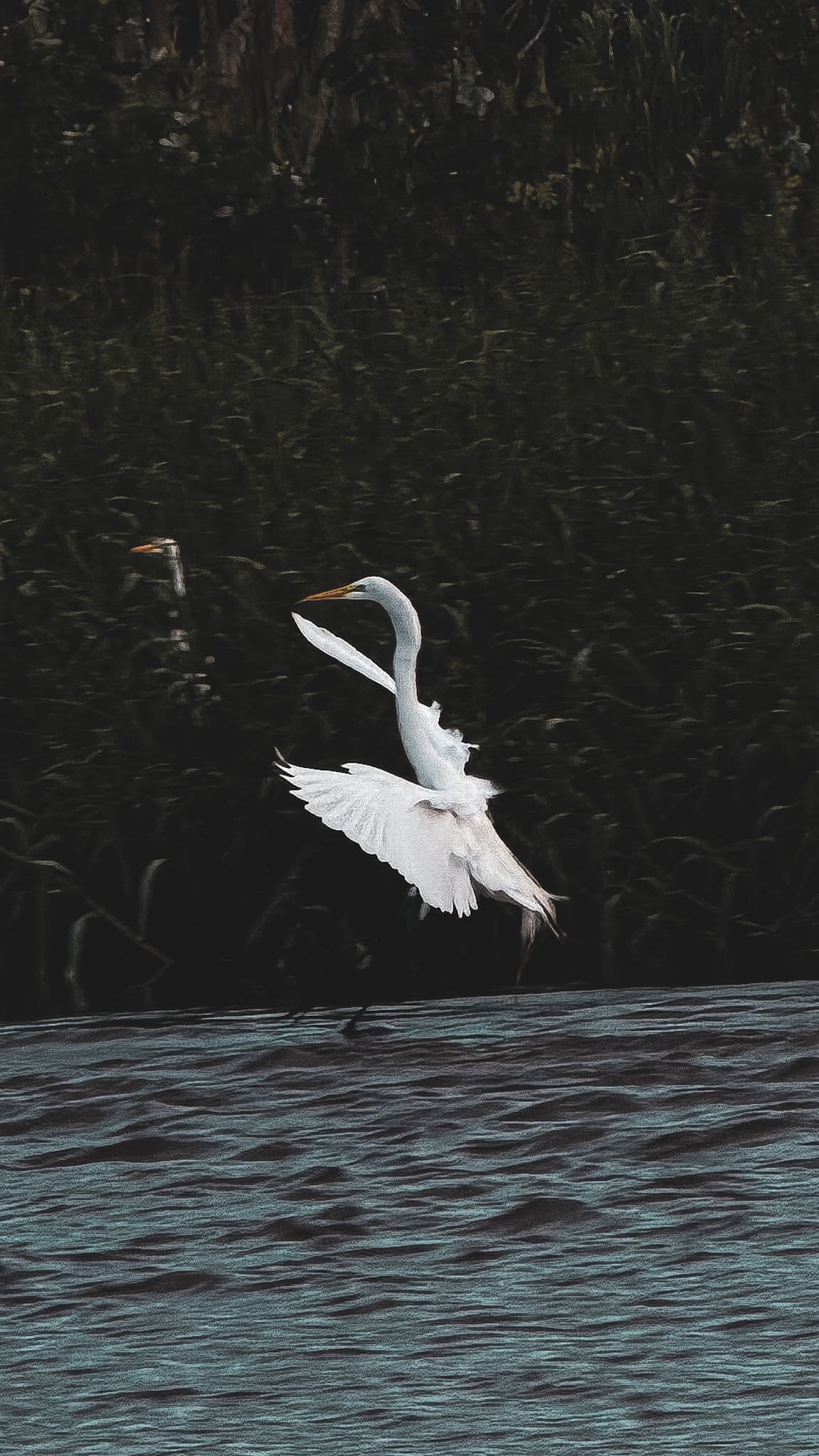 A white heron flying low over dark water