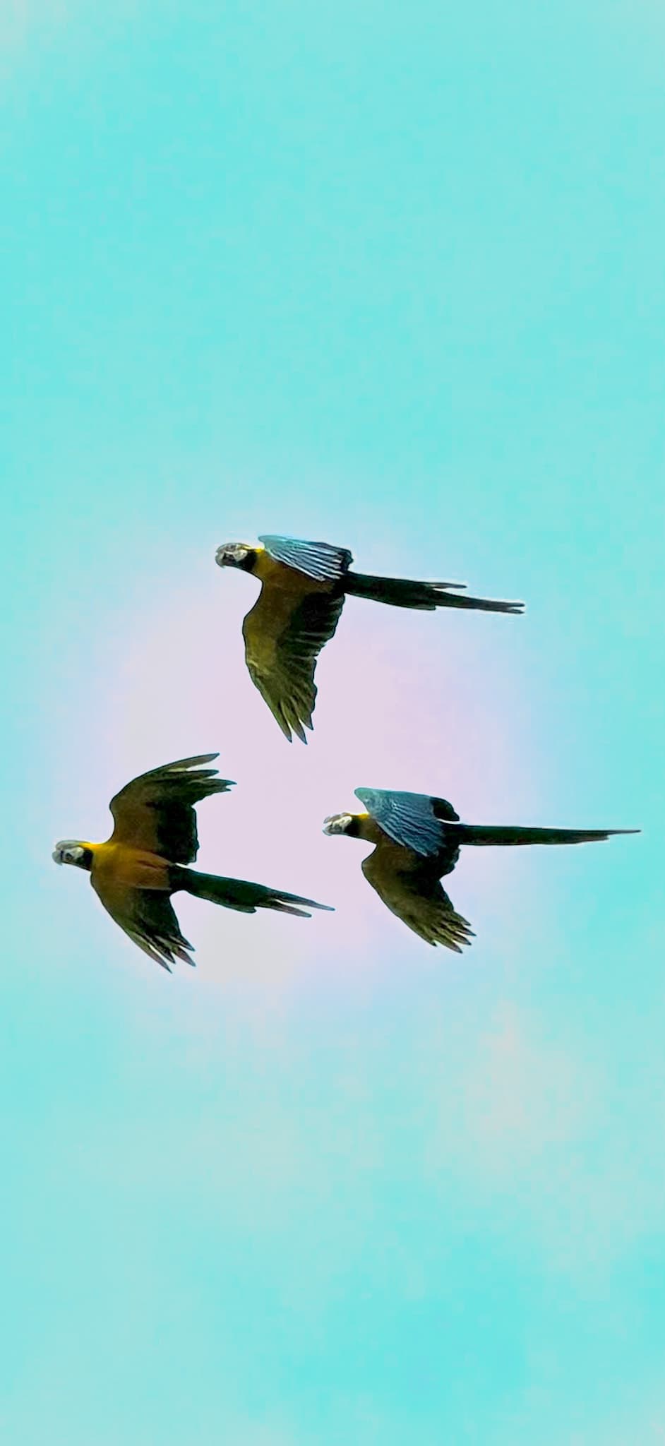 Three macaws flying across a blue sky