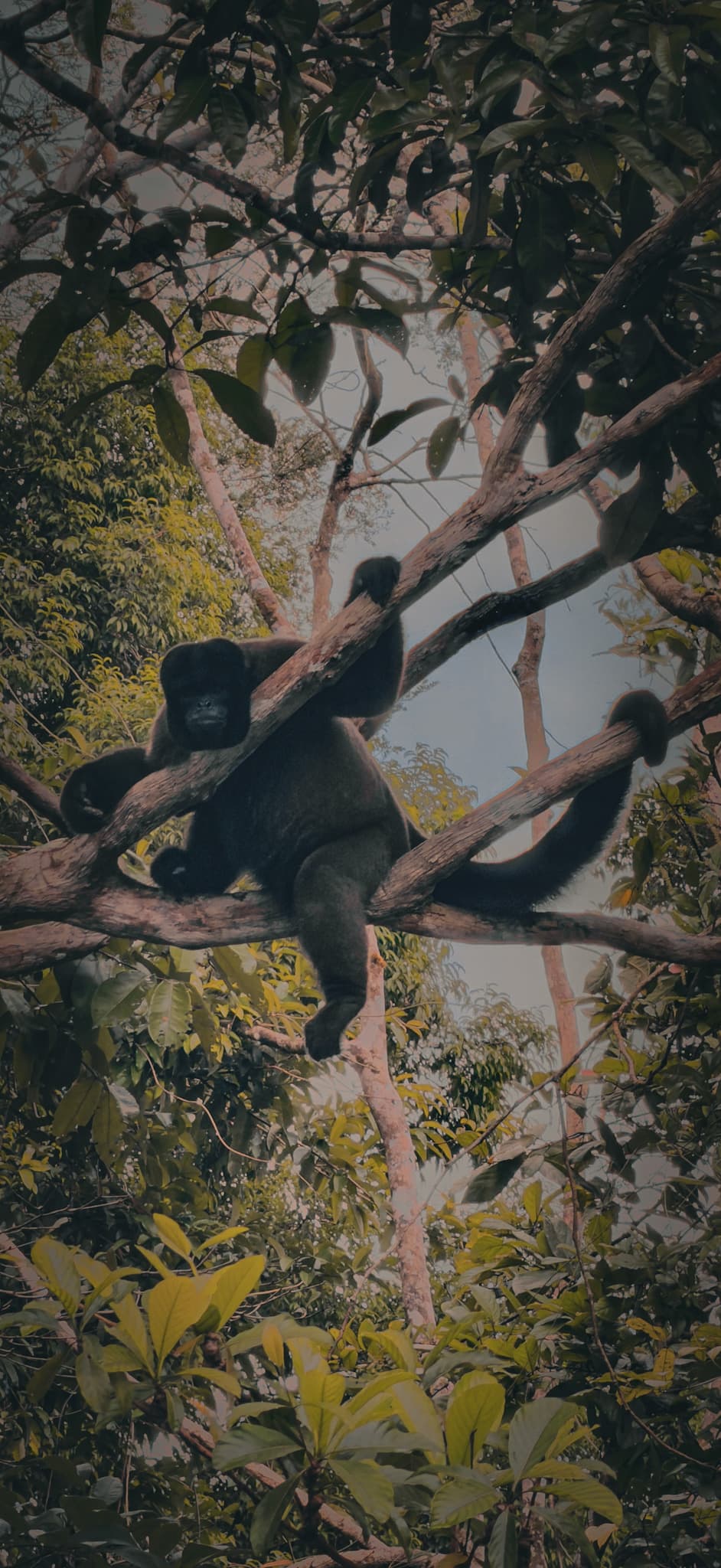 A monkey moving through branches in the Amazon rainforest