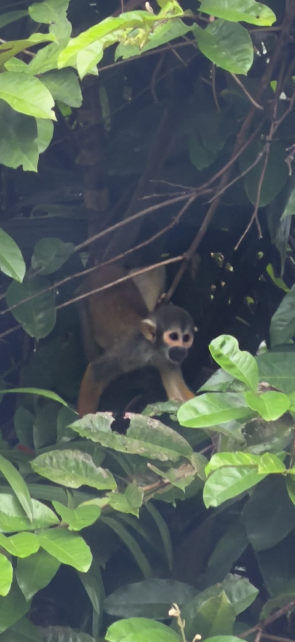A squirrel monkey looking through the rainforest leaves