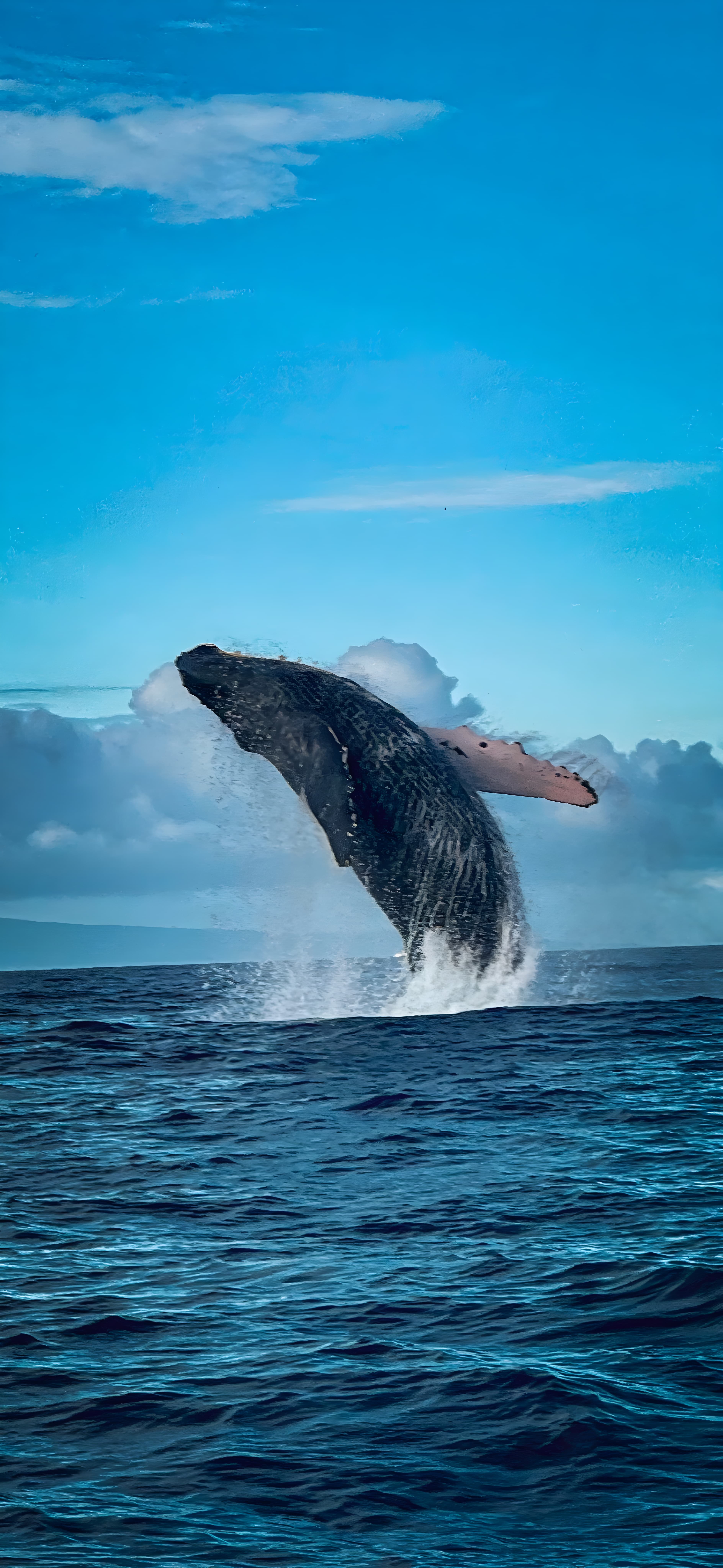 A humpback whale breaching off Maui